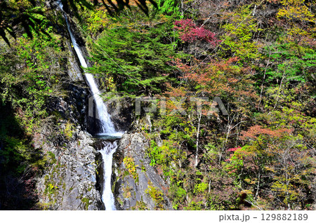 天子山地の毛無山 紅葉の不動ノ滝 天子山地の毛無山 紅葉の不動ノ滝 129882189