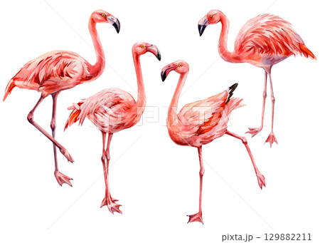 Set pink flamingos standing in different poses watercolor exotic tropical birds illustration for wildlife and summer decor Set pink flamingos standing in different poses watercolor exotic tropical birds illustration for wildlife and summer decor 129882211