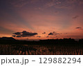 Vibrant sunset scene with glowing clouds and radiant sky above a flooded rice field. Silhouettes of trees and distant hills add depth and contrast. Peaceful rural atmosphere. 129882294