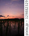 Shallow depth of field image of young rice plants in water at sunset. The sky glows in soft purples and oranges, creating a tranquil and moody rural scene. 129882329