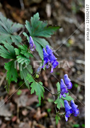 御坂山地の三方分山にて　ヤマトリカブト 129882437