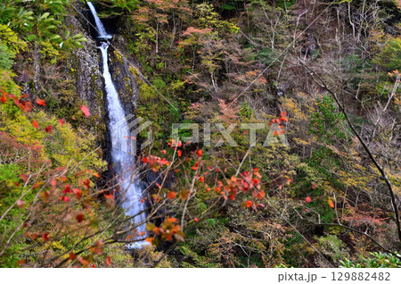 天子山地の毛無山　毛無山ルート　不動の滝見晴台から眺める紅葉纏う不動ノ滝 129882482
