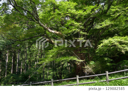 ロマンチック茨城(「猿喰のケヤキ」樹齢550年、嘗て山越えの山道の目印となっていた。)常陸太田市 ロマンチック茨城(「猿喰のケヤキ」樹齢550年、嘗て山越えの山道の目印となっていた。)常陸太田市 129882585