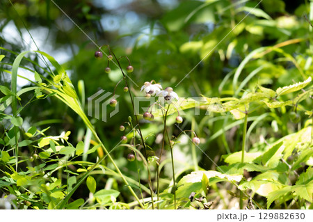森の妖精レンゲショウマ 129882630
