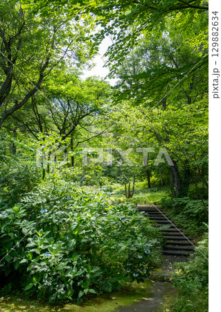 公園から草木が多い茂る森への入口 公園から草木が多い茂る森への入口 129882634