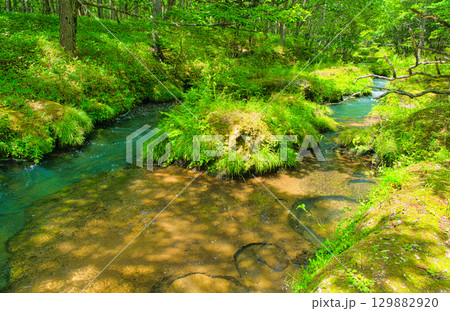栃木県日光市 奥日光の戦場ヶ原を流れる湯川 栃木県日光市 奥日光の戦場ヶ原を流れる湯川 129882920