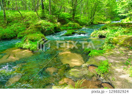 栃木県日光市 奥日光の戦場ヶ原を流れる湯川 栃木県日光市 奥日光の戦場ヶ原を流れる湯川 129882924