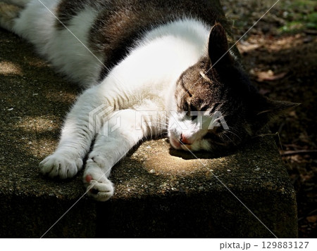 玉野御嶽神社の風景 129883127