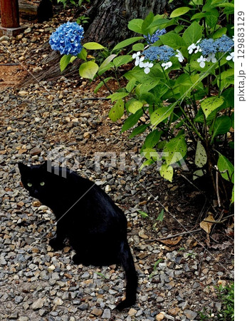 玉野御嶽神社の風景 玉野御嶽神社の風景 129883129