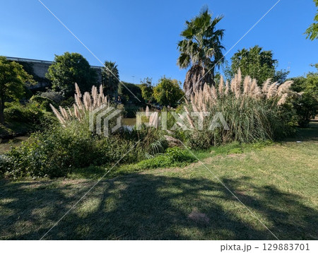 Colorful autumn landscape with Cortaderia selloana near a pond in the botanical garden in Cordoba, Argentina Colorful autumn landscape with Cortaderia selloana near a pond in the botanical garden in Cordoba, Argentina 129883701