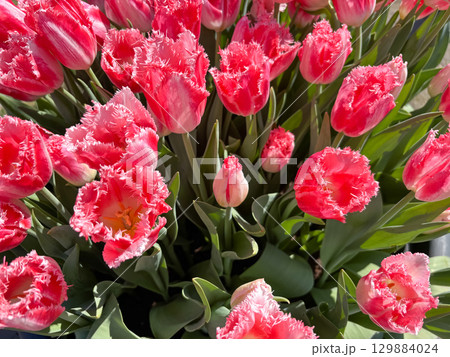 A collection of bright pink tulip with frilled edge open under the spring sun, bringing joy and beauty to the garden. A single bud hints at future bloom. A collection of bright pink tulip with frilled edge open under the spring sun, bringing joy and beauty to the garden. A single bud hints at future bloom. 129884024