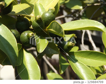 まだまだ未熟なグァバの濃い緑色の実 まだまだ未熟なグァバの濃い緑色の実 129884709