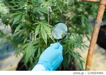 Agricultural Scientist Examining Plant Growth with Magnifying Glass in Greenhouse Setting 129884966