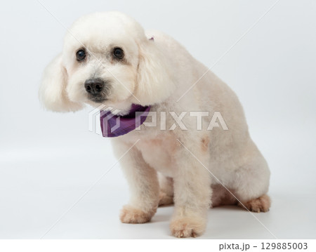 Pretty groomed white poodle 129885003