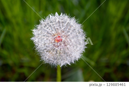 Ladybug in the middle of a dandelion. Macro 129885461