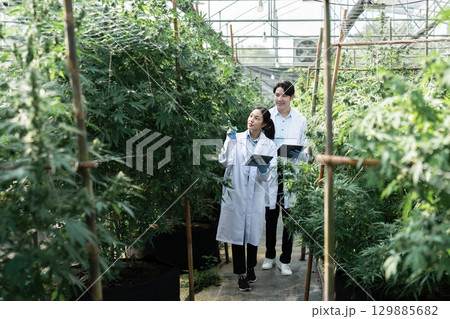 Scientist Analyzing Cannabis Plant in a Greenhouse for Agricultural Research and Development 129885682