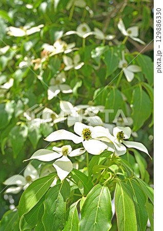 秩父散歩・樹木　ヤマボウシ　ミズキ科 129886330