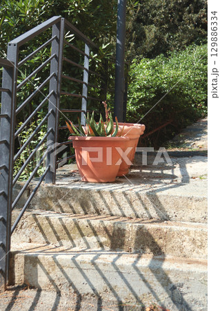 Exotic flower, succulent on stone step near house on sunny summer day in Liguria, Italy. Nature and buildings. Copy space for text. Exotic flower, succulent on stone step near house on sunny summer day in Liguria, Italy. Nature and buildings. Copy space for text. 129886334