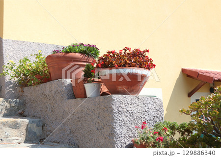 Exotic flower, succulent on stone step near house on sunny summer day in Liguria, Italy. Nature and buildings. Copy space for text. 129886340
