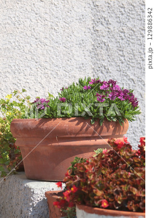 Exotic flower, succulent on stone step near house on sunny summer day in Liguria, Italy. Nature and buildings. Copy space for text. Exotic flower, succulent on stone step near house on sunny summer day in Liguria, Italy. Nature and buildings. Copy space for text. 129886342