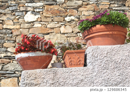 Exotic flower, succulent on stone step near house on sunny summer day in Liguria, Italy. Nature and buildings. Copy space for text. Exotic flower, succulent on stone step near house on sunny summer day in Liguria, Italy. Nature and buildings. Copy space for text. 129886345