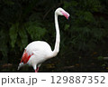 フラミンゴ ふらみんご フラミンゴ目 129887352