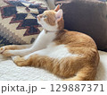 くつろぐ猫 129887371