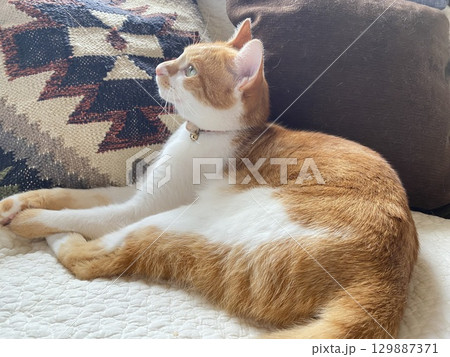 くつろぐ猫 129887371