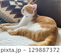 まどろむ猫 129887372