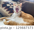 あくびをする猫 129887373