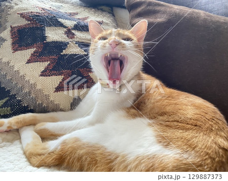 あくびをする猫 129887373