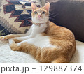 家猫 129887374