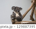 豪州 オーストラリア ｵｰｽﾄﾗﾘｱ 129887395