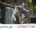 豪州 オーストラリア ｵｰｽﾄﾗﾘｱ 129887396