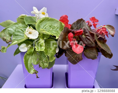 The plant is an ever-blooming begonia on a colored background. High quality photo The plant is an ever-blooming begonia on a colored background. High quality photo 129888088