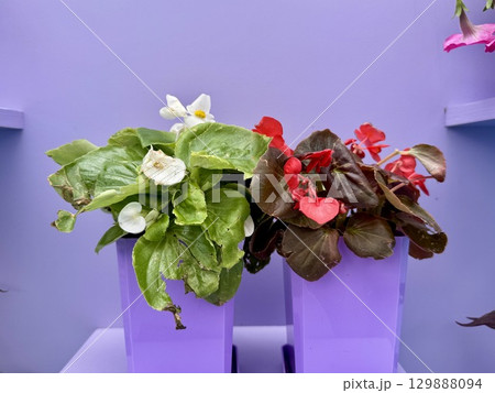 The plant is an ever-blooming begonia on a colored background. High quality photo The plant is an ever-blooming begonia on a colored background. High quality photo 129888094