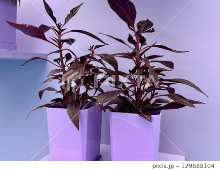 Cordylina Fruticosa Mambo plant on a colored background . High quality photo 129888104