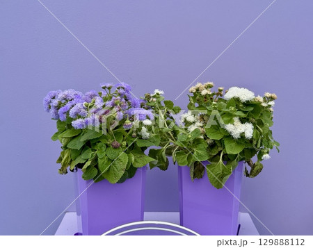 ageratum plant in a pot on a monochrome background. High quality photo ageratum plant in a pot on a monochrome background. High quality photo 129888112