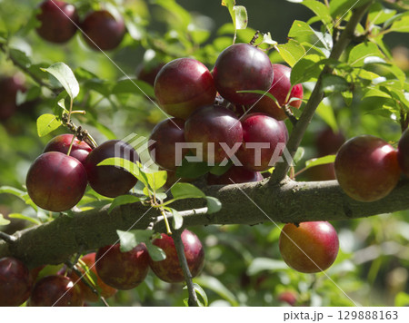 Ripe red plums on tree branches with green leaves in the garden. Ripe red plums on tree branches with green leaves in the garden. 129888163