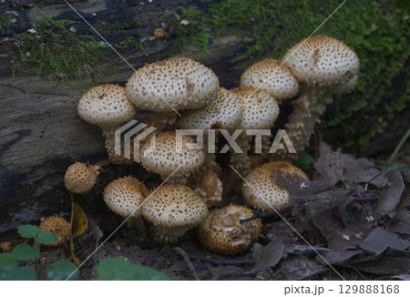 Mushrooms growing on a tree trunk in the autumn forest. 129888168