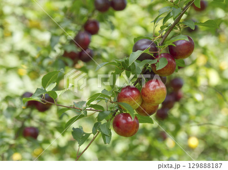Ripe red plums on tree branches with green leaves in the garden. Ripe red plums on tree branches with green leaves in the garden. 129888187