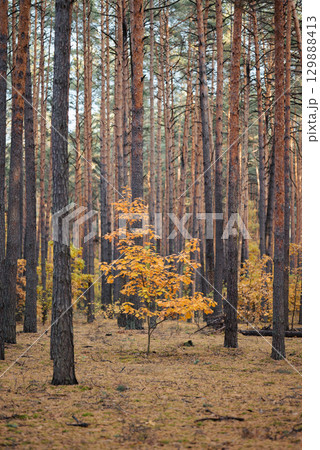 Bright oak tree inside pine tree forest in autumn. Vivid colours of foliage on trees in autumn season Bright oak tree inside pine tree forest in autumn. Vivid colours of foliage on trees in autumn season 129888413
