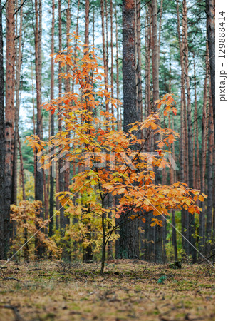Bright colourful landscape of one small oak tree in pine forest. Beautiful nature in autumn forest, vivid leaves Bright colourful landscape of one small oak tree in pine forest. Beautiful nature in autumn forest, vivid leaves 129888414