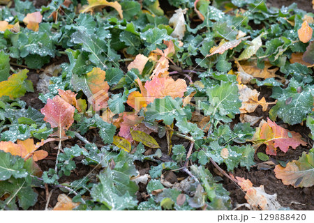 Rapeseed field after rain. Close up of winter crop rapeseed in autumn for harvest in the next year 129888420