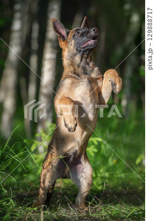 Belgian Malinois puppy in a forest, standing on its hind legs 129888717