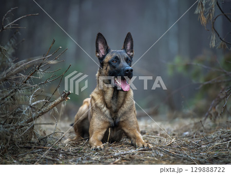 Belgian Malinois lying in a autumn forest with its mouth open 129888722