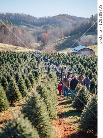 Christmas tree farm with people choosing tree 129888735