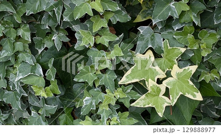 グリーン 129888977