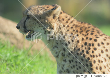 夏の午後に食事が待ち遠しくてよだれがたれそうなチーター 129888978