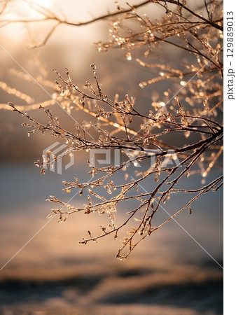 frozen tree branches sparkling in sunlight 129889013